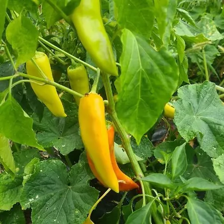 Tatil Evi Paradise *